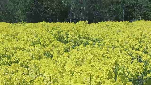 田间黄花植物景观视频素材