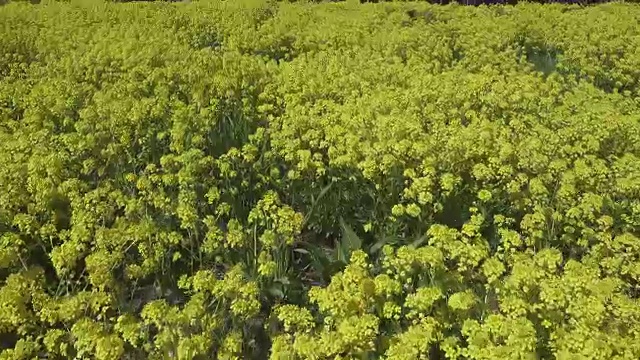 黄油菜花油菜田间视频素材