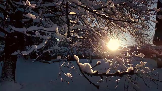 夕阳落在树枝间，树枝上覆盖着一层厚厚的雪视频素材