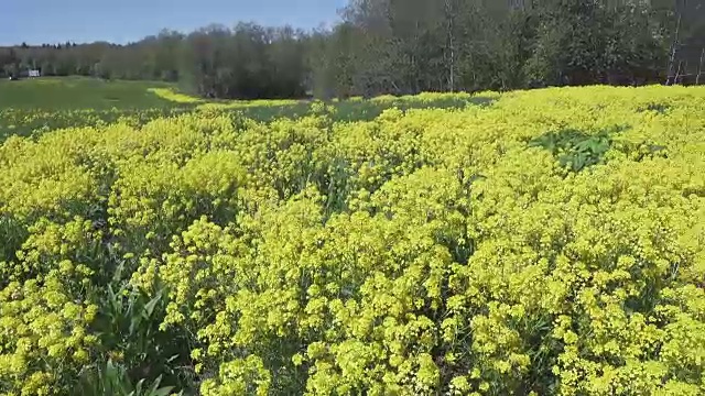 黄油菜花油菜田间视频素材