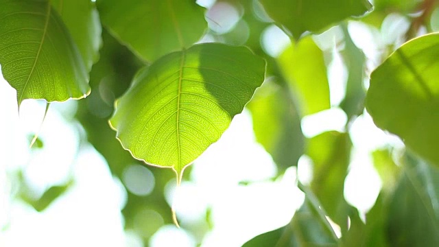 菩提离开视频素材