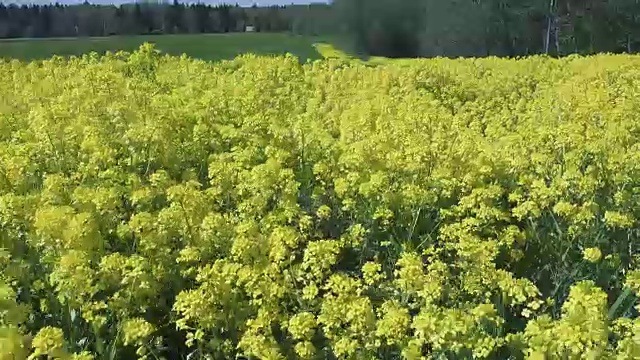 黄油菜花油菜田间视频素材