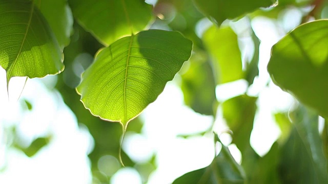 菩提离开视频下载