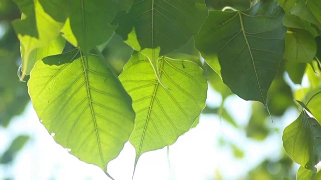 菩提离开视频素材