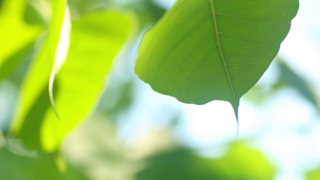 菩提离开视频下载