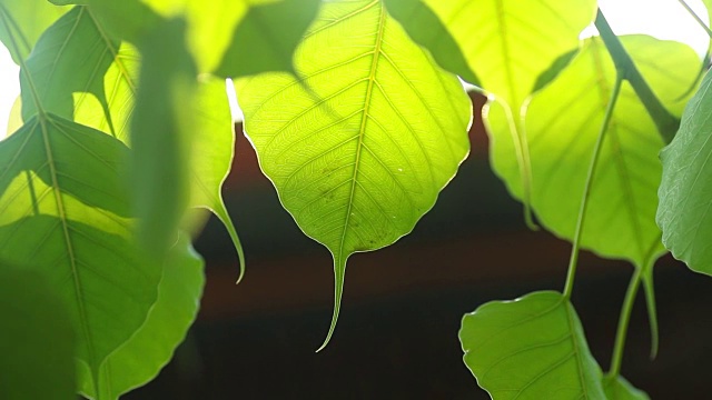 菩提离开视频素材