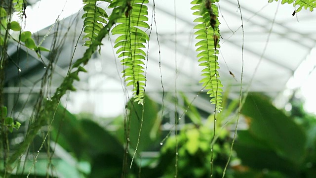 蕨类植物叶子上的雨滴。视频素材