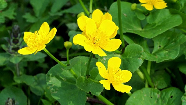 野生沼泽万寿菊(Caltha palustris)在春天开花视频素材