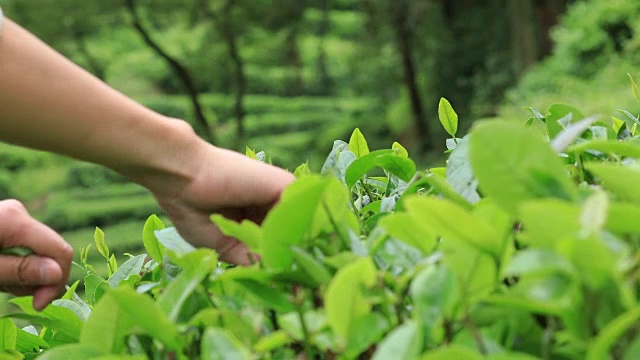 农民在春天用手采摘茶叶视频素材