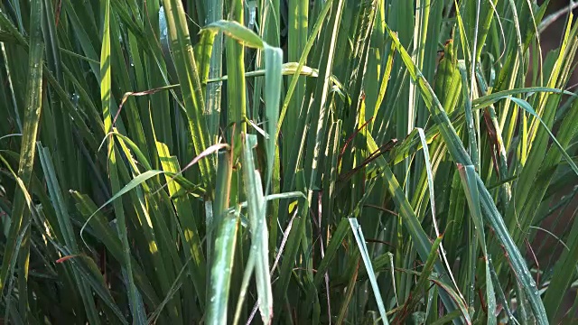 为柠檬草植物浇水视频素材