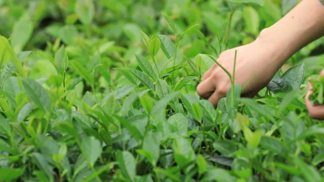 农民在春天用手采摘茶叶视频素材