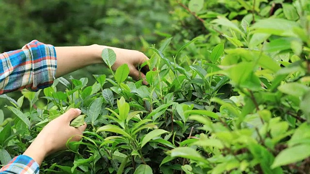 农民在春天用手采摘茶叶视频素材