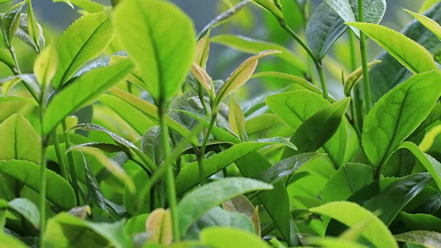 在春天的山上种植绿茶视频素材