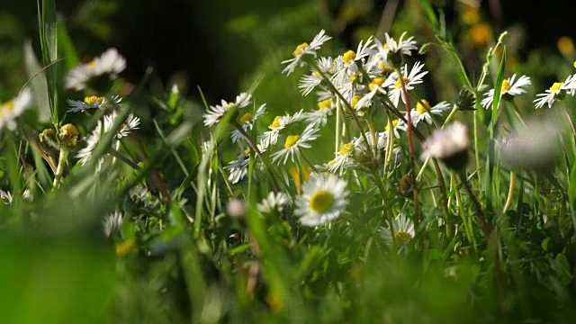 野草地里的雏菊视频素材