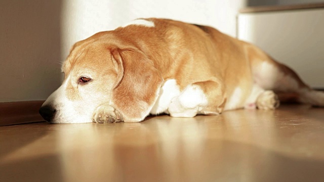 小猎犬在房子的地板上睡着了视频素材