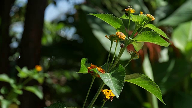 橙花与蜜蜂视频素材