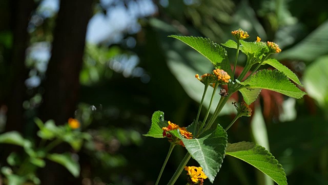 小橙花摇曳视频素材