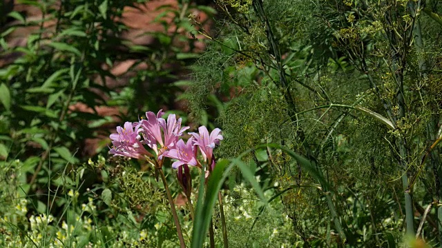 花园里的花视频素材