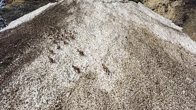 春天雪地上的一群高山野山羊，用肮脏的积雪碎片来伪装自己。意大利,Orobie阿尔卑斯山视频素材