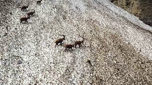 春天雪地上的一群高山野山羊，用肮脏的积雪碎片来伪装自己。意大利,Orobie阿尔卑斯山视频素材