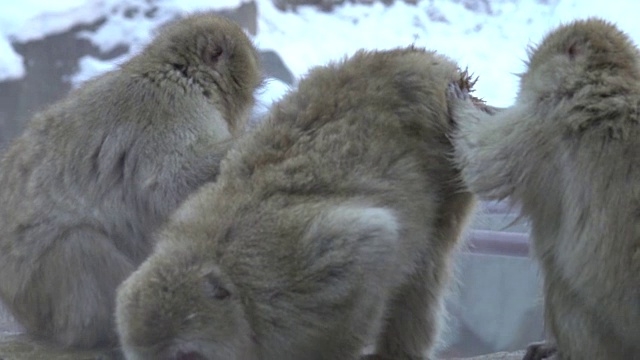 4k:雪猴一家视频素材