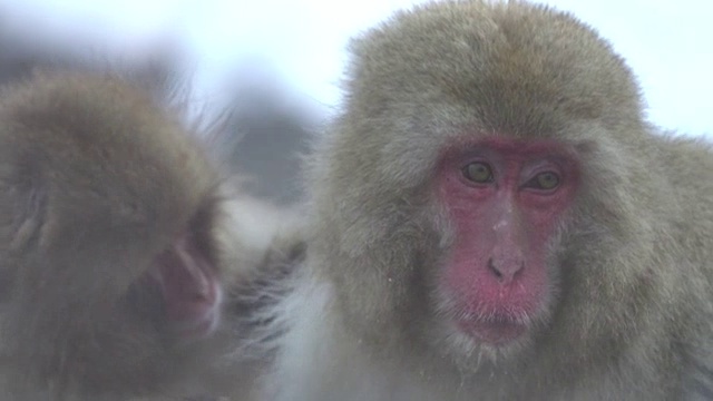 4k:雪猴一家视频素材