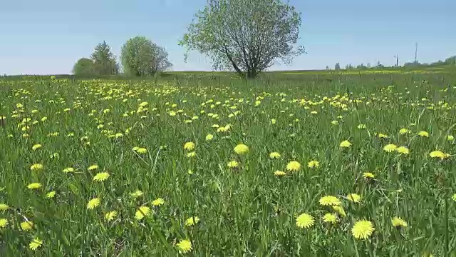 黄色的蒲公英盛开在春天的田野里。多莉的视频视频素材