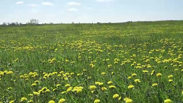 黄色的蒲公英盛开在春天的田野里。多莉的视频视频素材