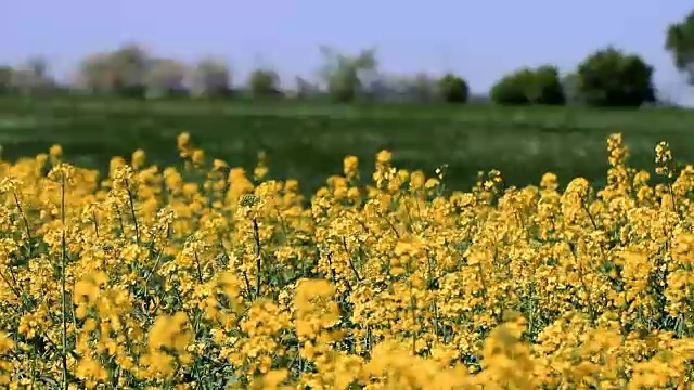 油菜花盛开的农田视频素材