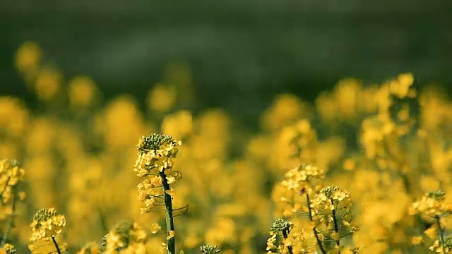 蜜蜂授粉油菜视频素材