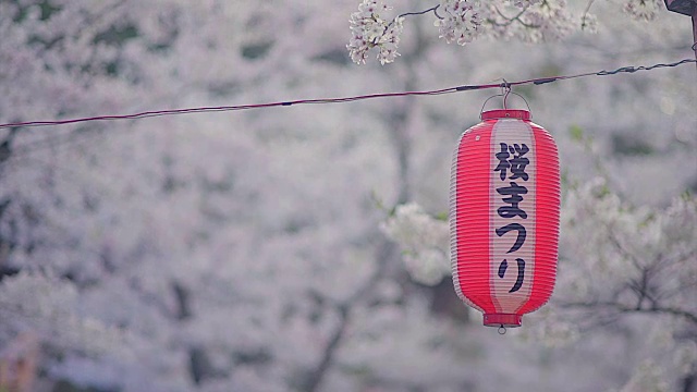 樱花在日本视频素材