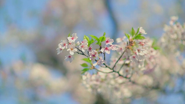 樱花在日本视频素材