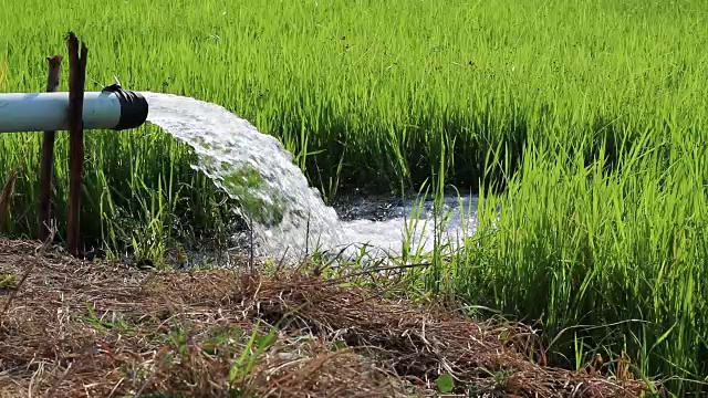 水管流入稻田。视频素材