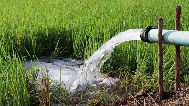 水管流入稻田。视频素材