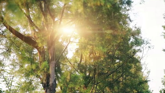 阳光穿过松树。视频素材