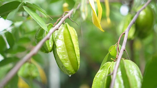 星苹果水果视频素材