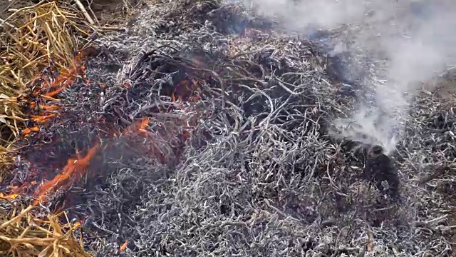 燃烧着的草红色的火在背景视频素材