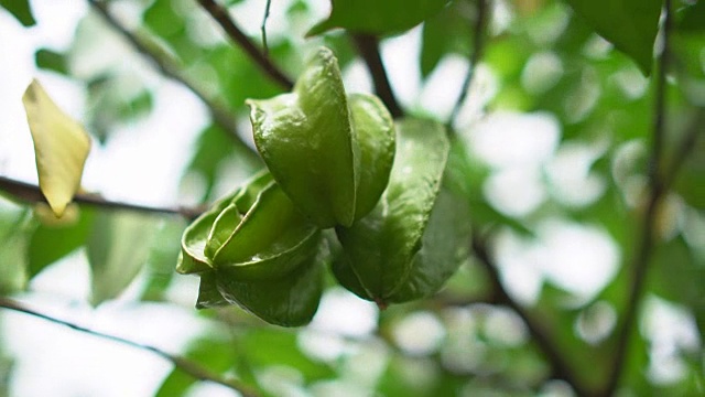 星苹果水果视频素材