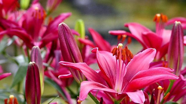 美丽的百合花在花园里视频素材