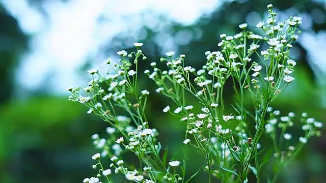 草花以绿色自然的散景为背景。视频素材