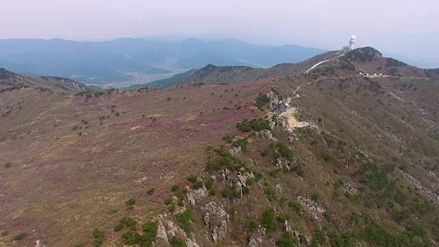 2018年4月26日-2018年4月26日金达拉杜鹃花盛开在Biseul山，大秋，韩国，亚洲视频素材