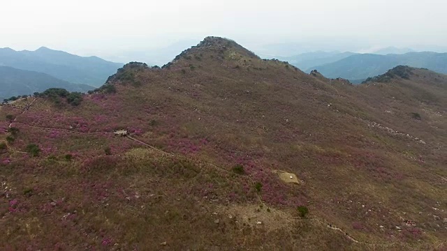 2018年4月26日-2018年4月26日金达拉杜鹃花盛开在Biseul山，大秋，韩国，亚洲视频素材