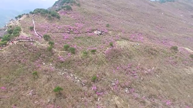 2018年4月26日-2018年4月26日金达拉杜鹃花盛开在Biseul山，大秋，韩国，亚洲视频素材