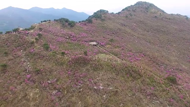 2018年4月26日-2018年4月26日金达拉杜鹃花盛开在Biseul山，大秋，韩国，亚洲视频素材