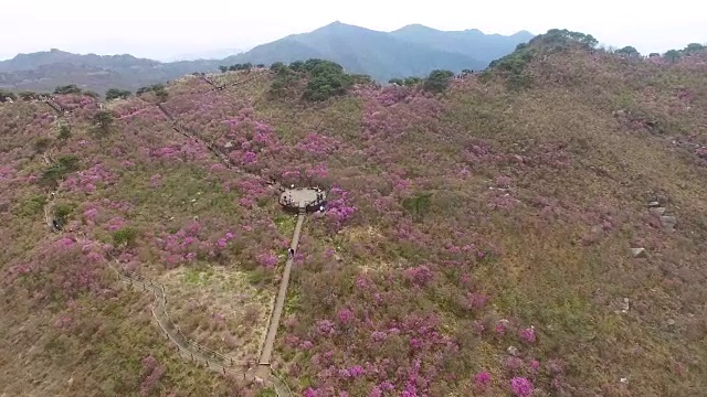 2018年4月26日-2018年4月26日金达拉杜鹃花盛开在Biseul山，大秋，韩国，亚洲视频素材