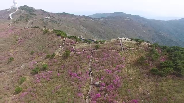 2018年4月26日-2018年4月26日金达拉杜鹃花盛开在Biseul山，大秋，韩国，亚洲视频素材