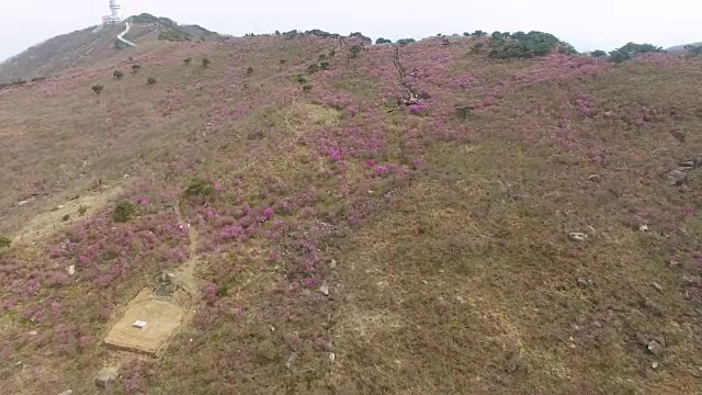 2018年4月26日-2018年4月26日金达拉杜鹃花盛开在Biseul山，大秋，韩国，亚洲视频素材