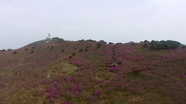 2018年4月26日-2018年4月26日金达拉杜鹃花盛开在Biseul山，大秋，韩国，亚洲视频素材