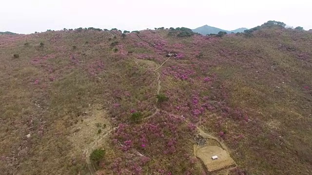 2018年4月26日-2018年4月26日金达拉杜鹃花盛开在Biseul山，大秋，韩国，亚洲视频素材