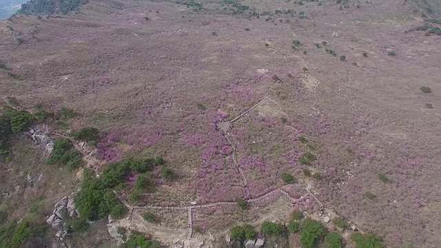 2018年4月26日-2018年4月26日金达拉杜鹃花盛开在Biseul山，大秋，韩国，亚洲视频素材